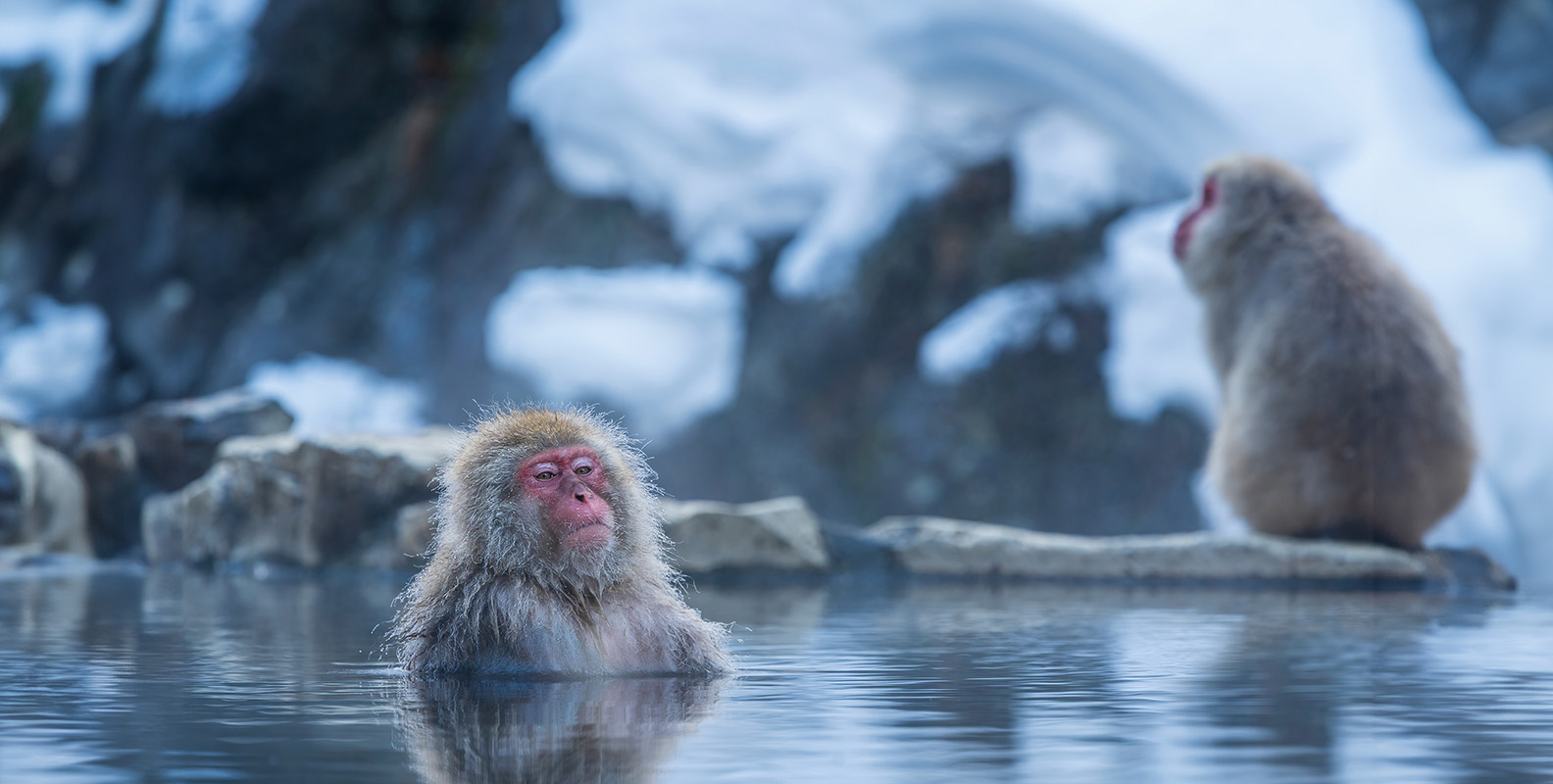 成功事例から学ぶ温泉地の活性化策