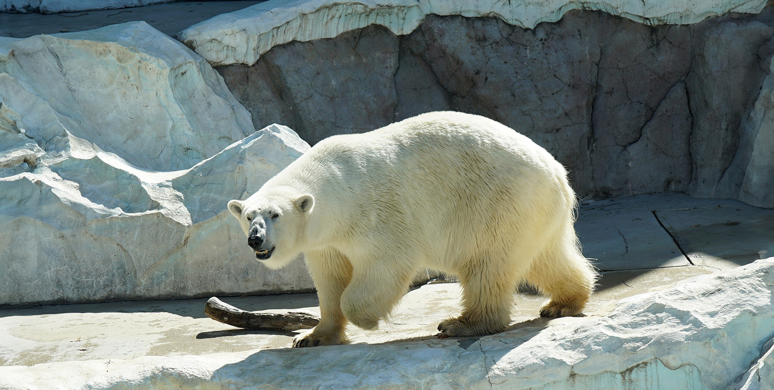 動物園がオリジナルグッズを作るメリットとは？