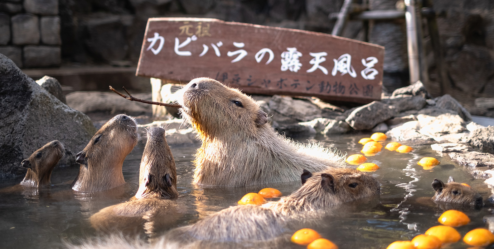 動物園グッズの最新トレンド＆売れ筋ランキング